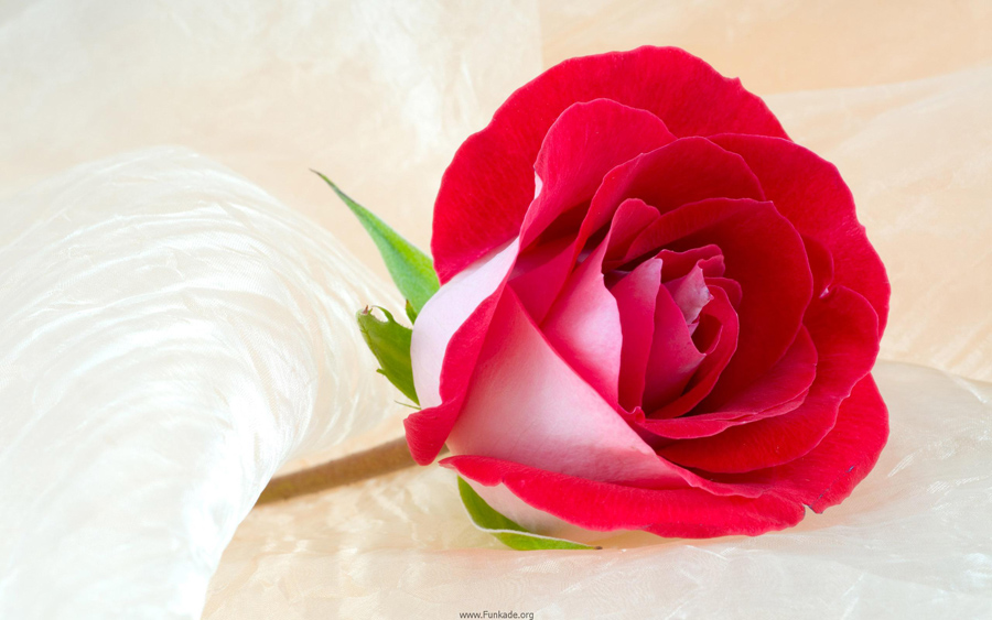 گروه 1