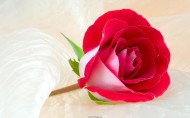 گروه 1